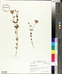 Sabatia campestris image