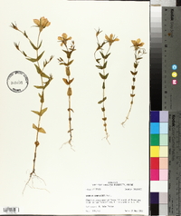 Sabatia campestris image