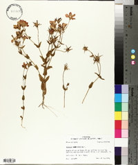 Sabatia campestris image