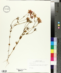 Sabatia campestris image