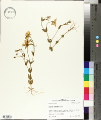 Sabatia campestris image