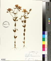 Sabatia campestris image