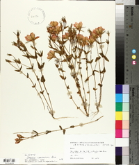 Sabatia campestris image