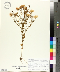 Sabatia campestris image