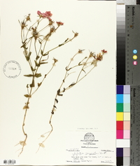 Sabatia campestris image