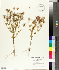 Sabatia campestris image