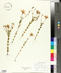 Sabatia campestris image
