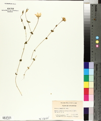 Sabatia campestris image