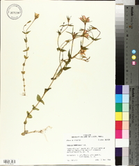 Sabatia campestris image
