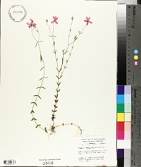 Sabatia campanulata image