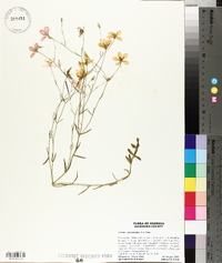 Sabatia campanulata image