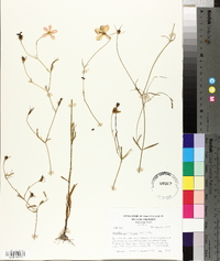 Sabatia campanulata image