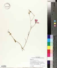 Sabatia campanulata image