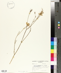 Sabatia calycina image
