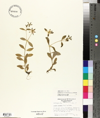 Sabatia calycina image