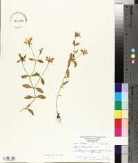 Sabatia calycina image