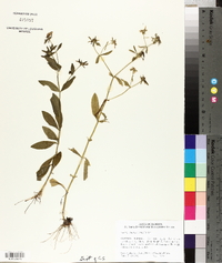 Sabatia calycina image