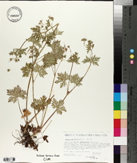 Geranium bicknellii image