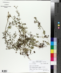 Geranium dissectum image