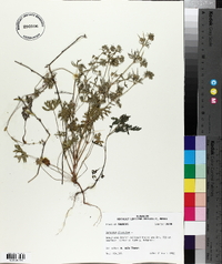 Geranium dissectum image