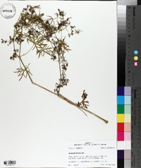 Geranium dissectum image