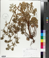 Geranium dissectum image