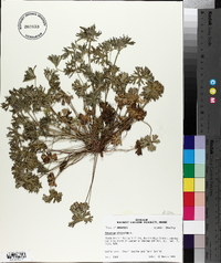 Geranium dissectum image