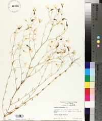 Sabatia brevifolia image