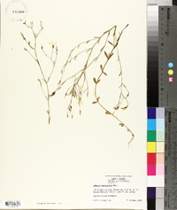 Sabatia brevifolia image