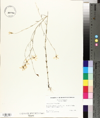 Sabatia brevifolia image