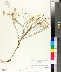 Sabatia brevifolia image