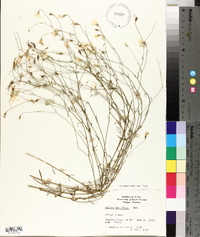 Sabatia brevifolia image