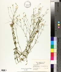 Sabatia brevifolia image