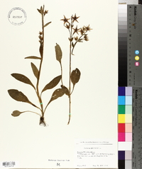 Swertia perennis image