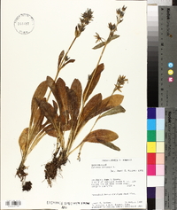 Swertia perennis image