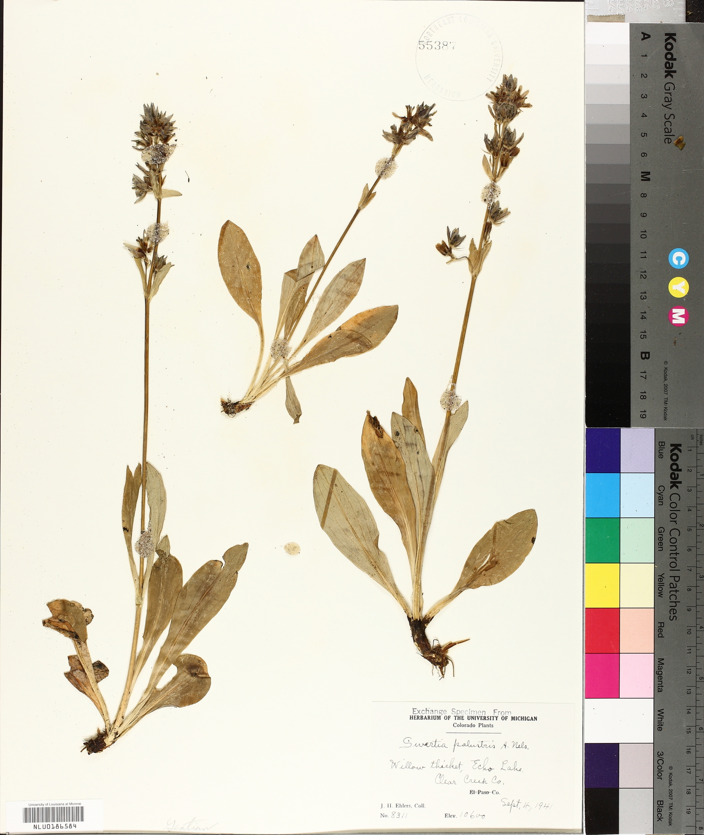 Swertia palustris image