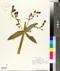 Frasera caroliniensis image