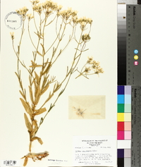 Sabatia quadrangula image
