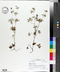 Geranium dissectum image