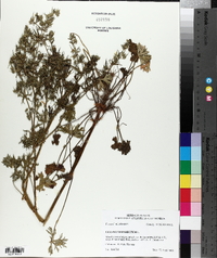 Geranium dissectum image