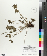 Geranium concinnum image