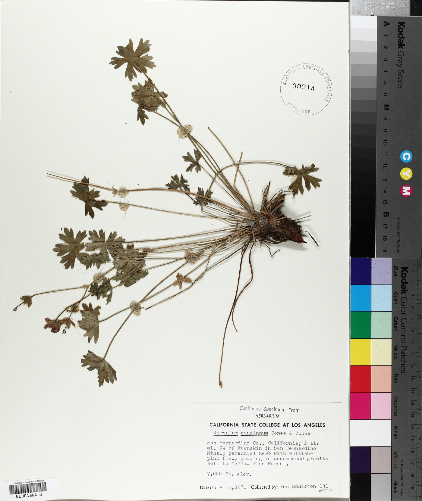 Geranium concinnum image