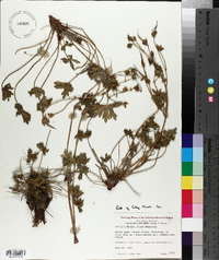 Geranium concinnum image