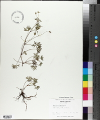 Geranium columbinum image