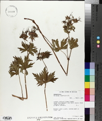 Geranium erianthum image