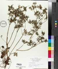 Geranium dissectum image