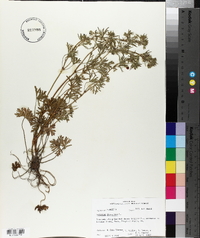 Geranium dissectum image