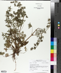 Geranium dissectum image