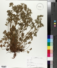 Geranium dissectum image