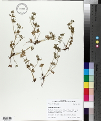 Geranium dissectum image